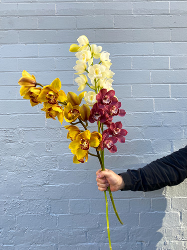 MARKET SPECIALS - cymbidium orchids