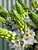 MARKET SPECIALS - chin chins MARKET SPECIALS - chin chins