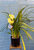 DOUBLE stem cymbidium orchid plant in pot