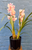 DOUBLE stem cymbidium orchid plant in pot