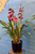 DOUBLE stem cymbidium orchid plant in pot