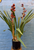 DOUBLE stem cymbidium orchid plant in pot