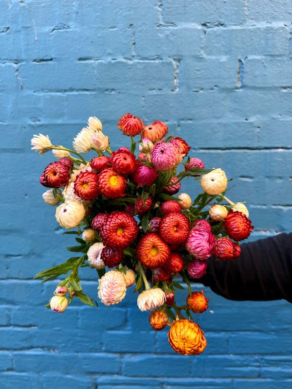 MARKET SPECIALS - paper daisy