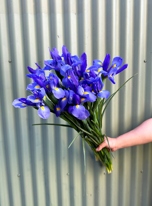 MARKET SPECIALS - iris