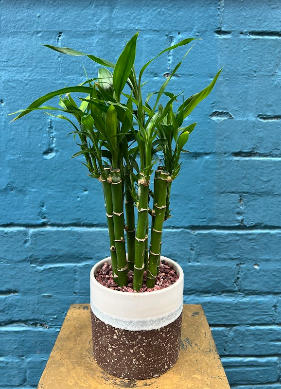 bamboo plant large
