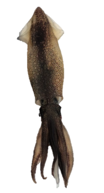Ventura Market Squid - Fresh Frozen - Tubes & Tenticals