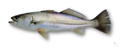 Fresh & Wild Caught - California White Seabass Fillet 