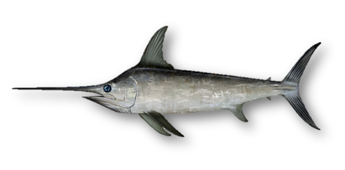 Swordfish 