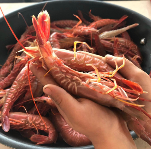 Live Ridgeback Shrimp 