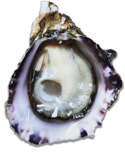 Kusshi Oysters - 1 Dozen 