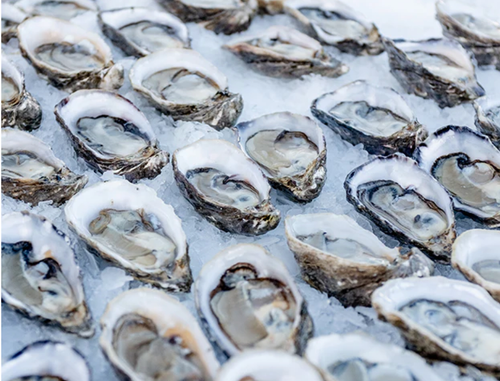 Shell Oyster Hama Hama farm (WA)