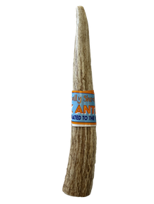 WIF Natural Drop Elk Antler Small