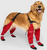 Canada Pooch Suspender Boots Short 3 Red