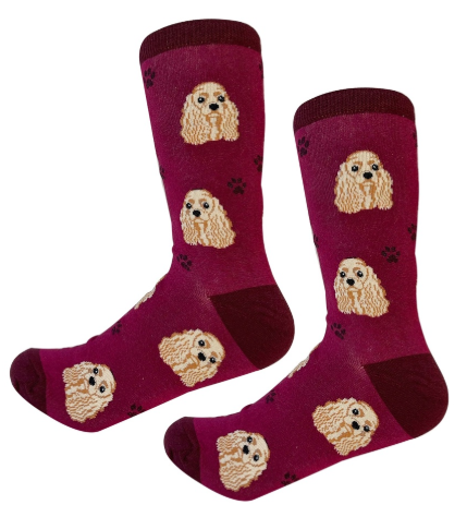 Socks Cocker Spaniel