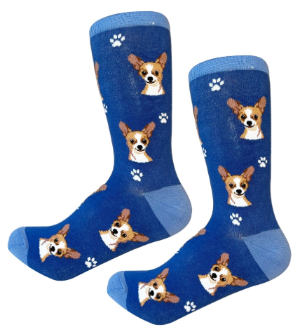 Socks Chihuahua Fawn