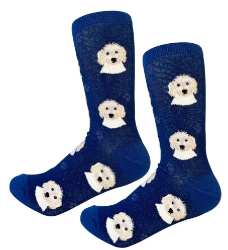 Socks Goldendoodle