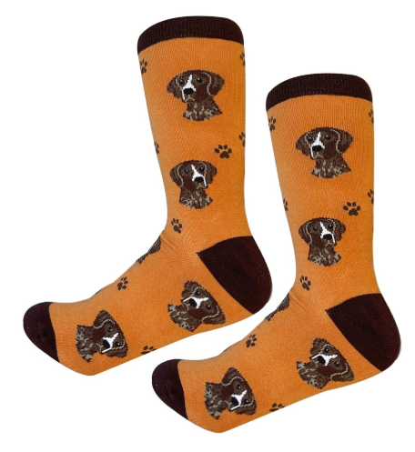 Socks Germain Shorthair Pointer
