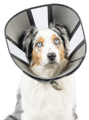 ZenPet Soft Recovery Cone Medium
