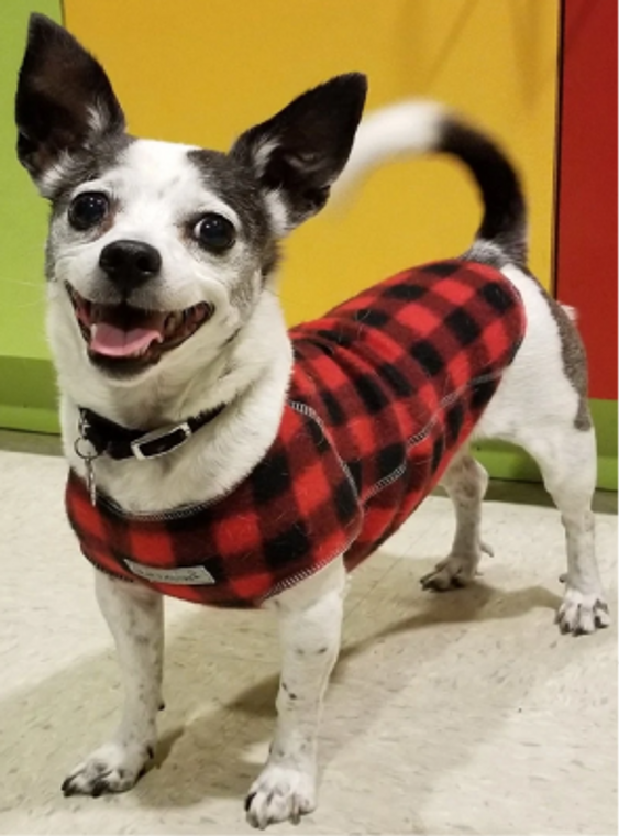 My Canine Kids Pattern Fleece Sweater Medium Red Buffalo