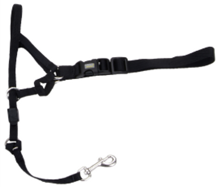 Coastal Dog Head Halter Walk N Train Medium