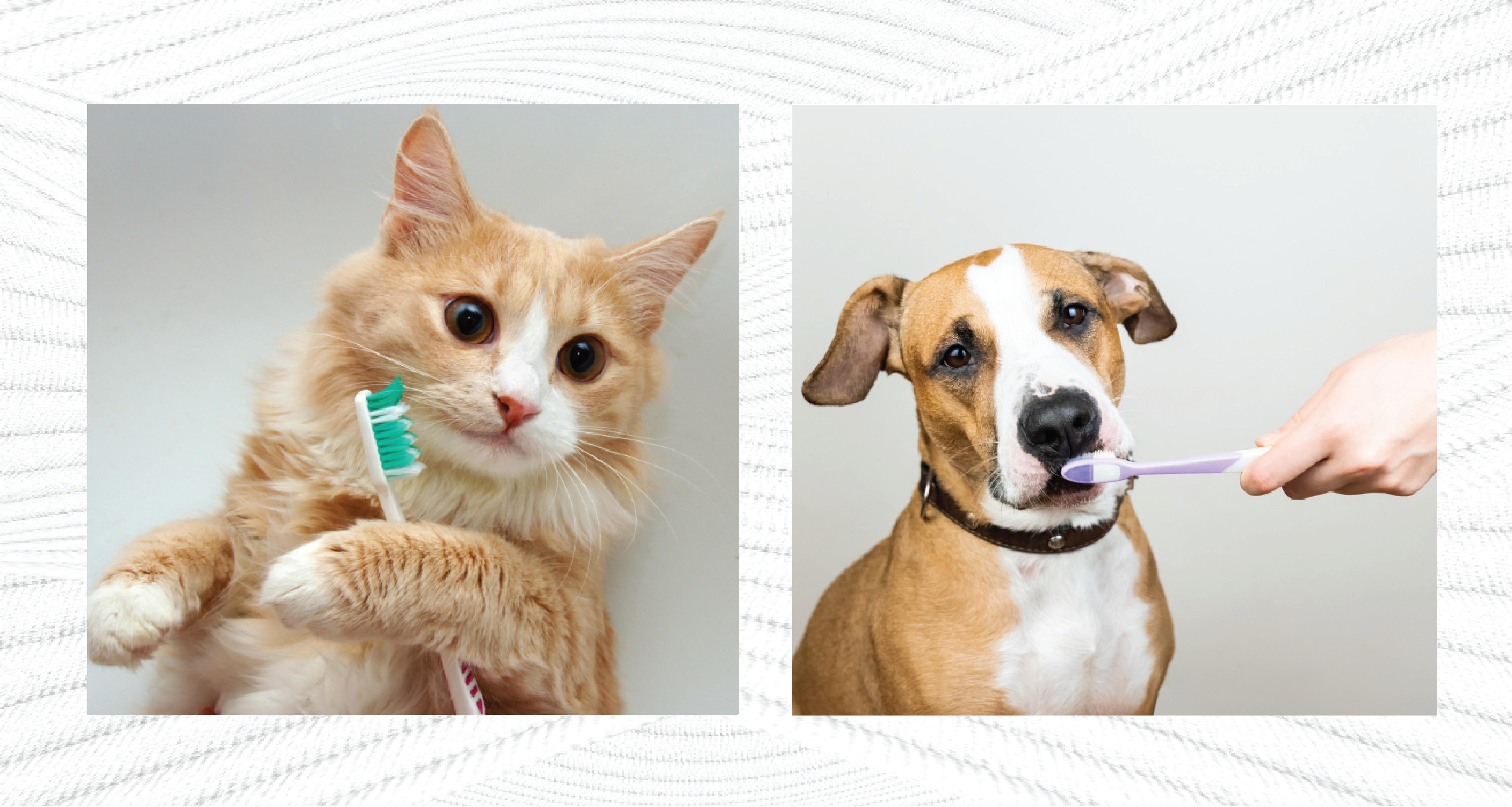 Vermont Pet Food and Supply