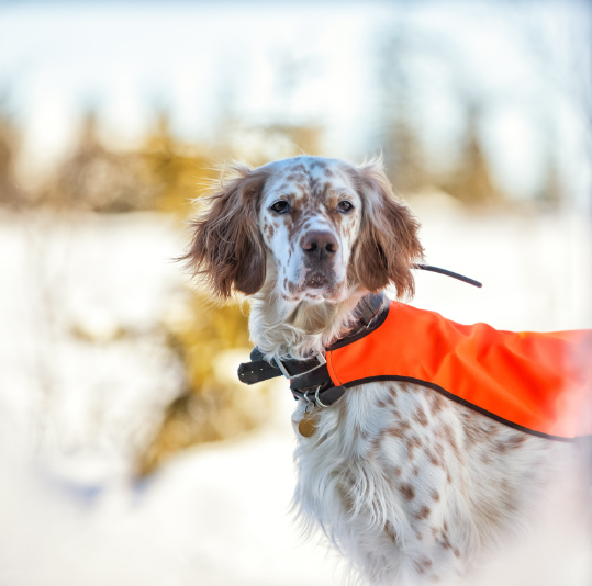 Vermont + New Hampshire 2023 Hunting Seasons Vermont Pet Food and Supply