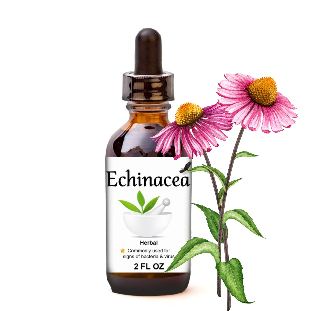Echinacea