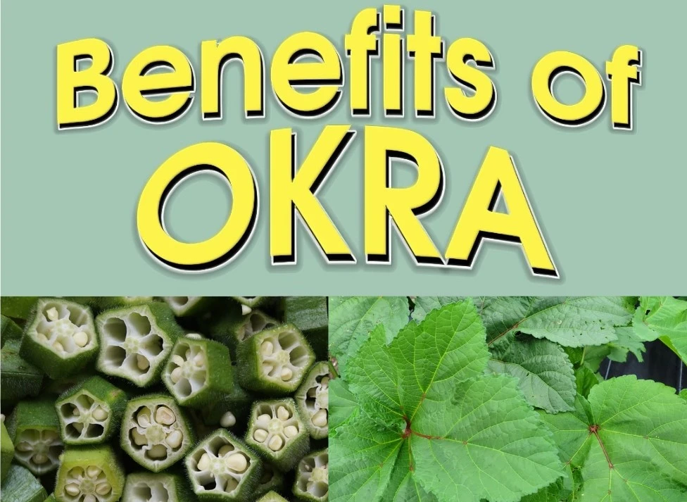 OKRA Health Benefits