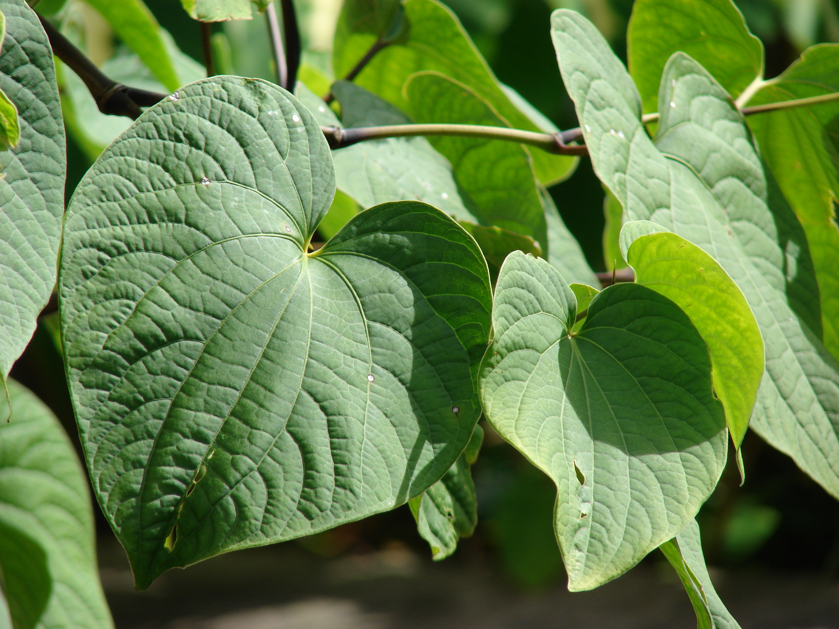 Kava Kava for Relaxation & Cognitive Performance