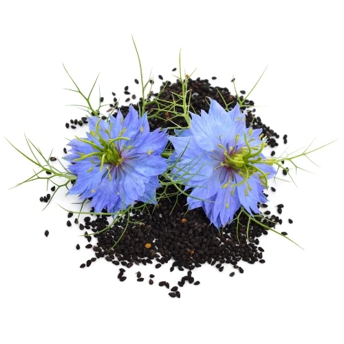 The Uses and Benefits of Black Seed Oil