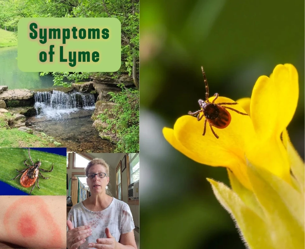 Tick Bites and Lyme Disease - The 3 Remedies You Need