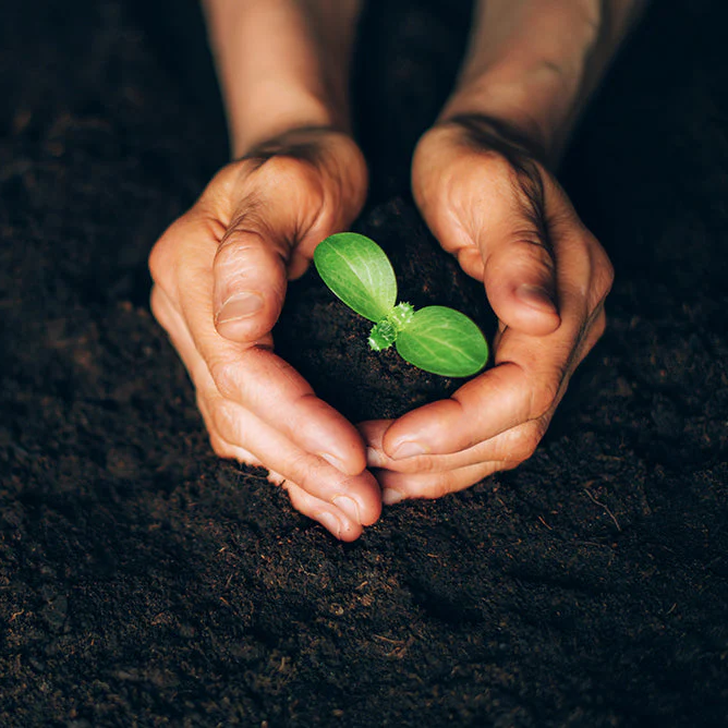 The Hidden Hunger: Why Your Body Craves Minerals