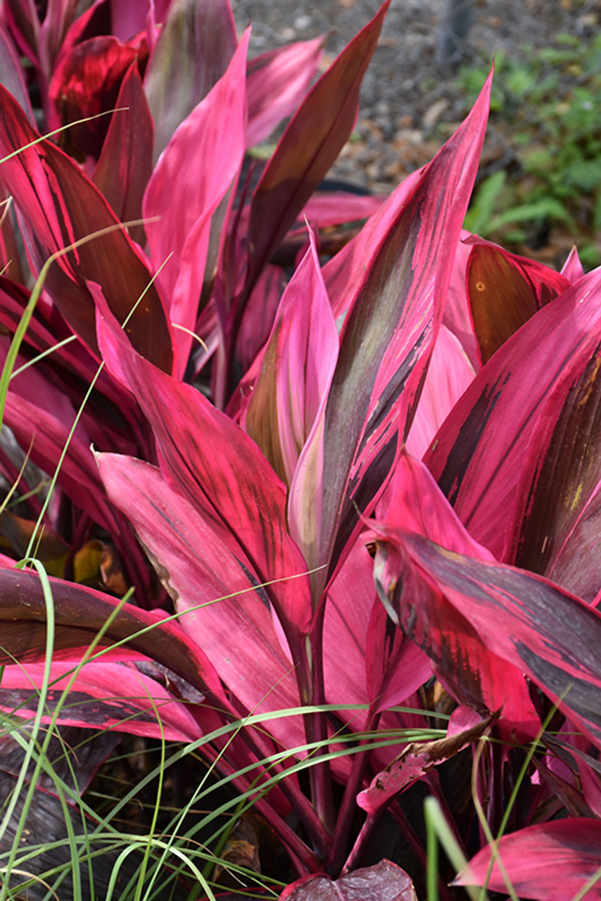 Hovedsagelig Hare Definition Cordyline fruticosa 'Red Sister'