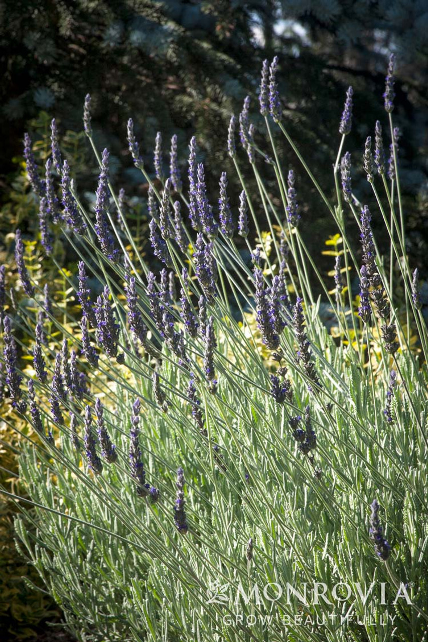 Lavandula Goodwin Creek Plant Lavandula Lavender Heterophylla