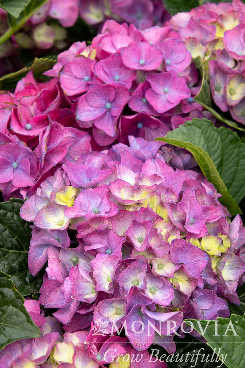 Image of Mixed color Newport hydrangea flower