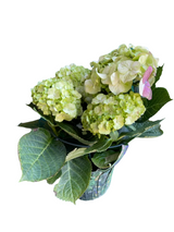 Hydrangea Floral with Pot Wrap