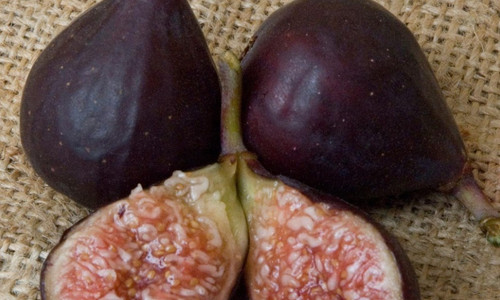 Violeette De Bordeaux Fig