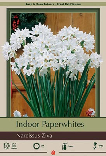 Ziva Paperwhite Narcissus - Single Bulbs