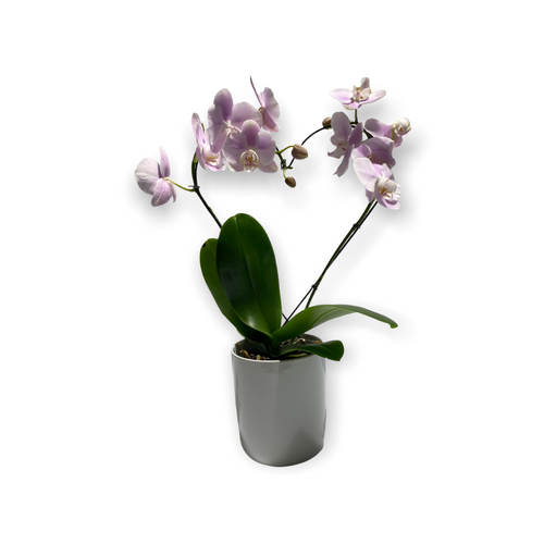 Phalaenopsis Orchid - Heart