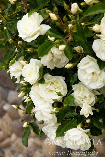 Flower Carpet® White Rose - Monrovia