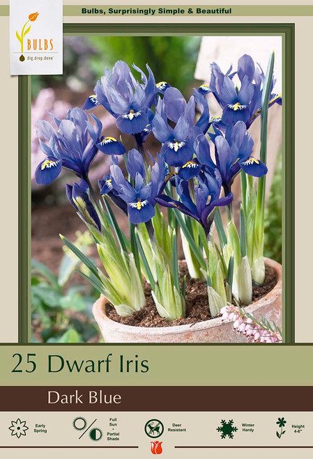 Iris (Specie) Dark Blue - 25 pack