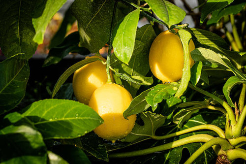 Eureka Lemon Tree Form