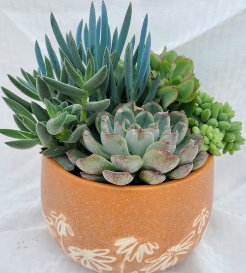 Orange Sandblasted Flower pot with Succulents - 6 Inch