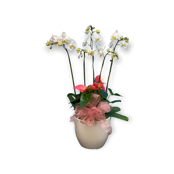 Phalaenopsis Orchid Cascade Arrangement - Deco Pot