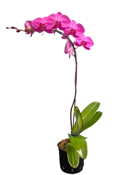 Phalaenopsis Orchid - Standard