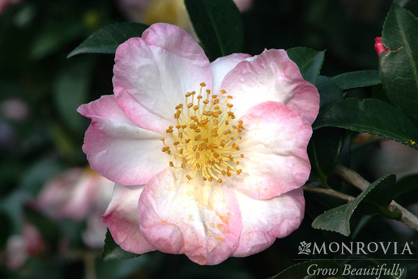 Apple Blossom Camellia - Monrovia