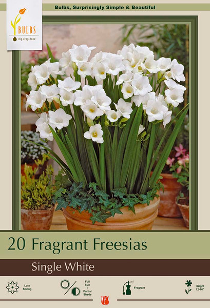 Freesia Single White - 20 pack