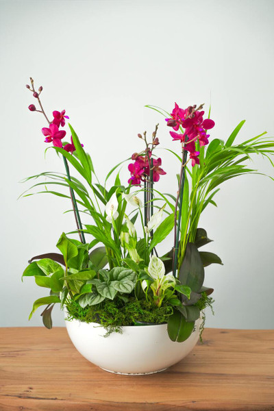 Firecracker Orchid Arrangement