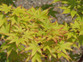 Coral Bark Japanese Maple