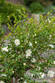 White Doves Camellia - Monrovia